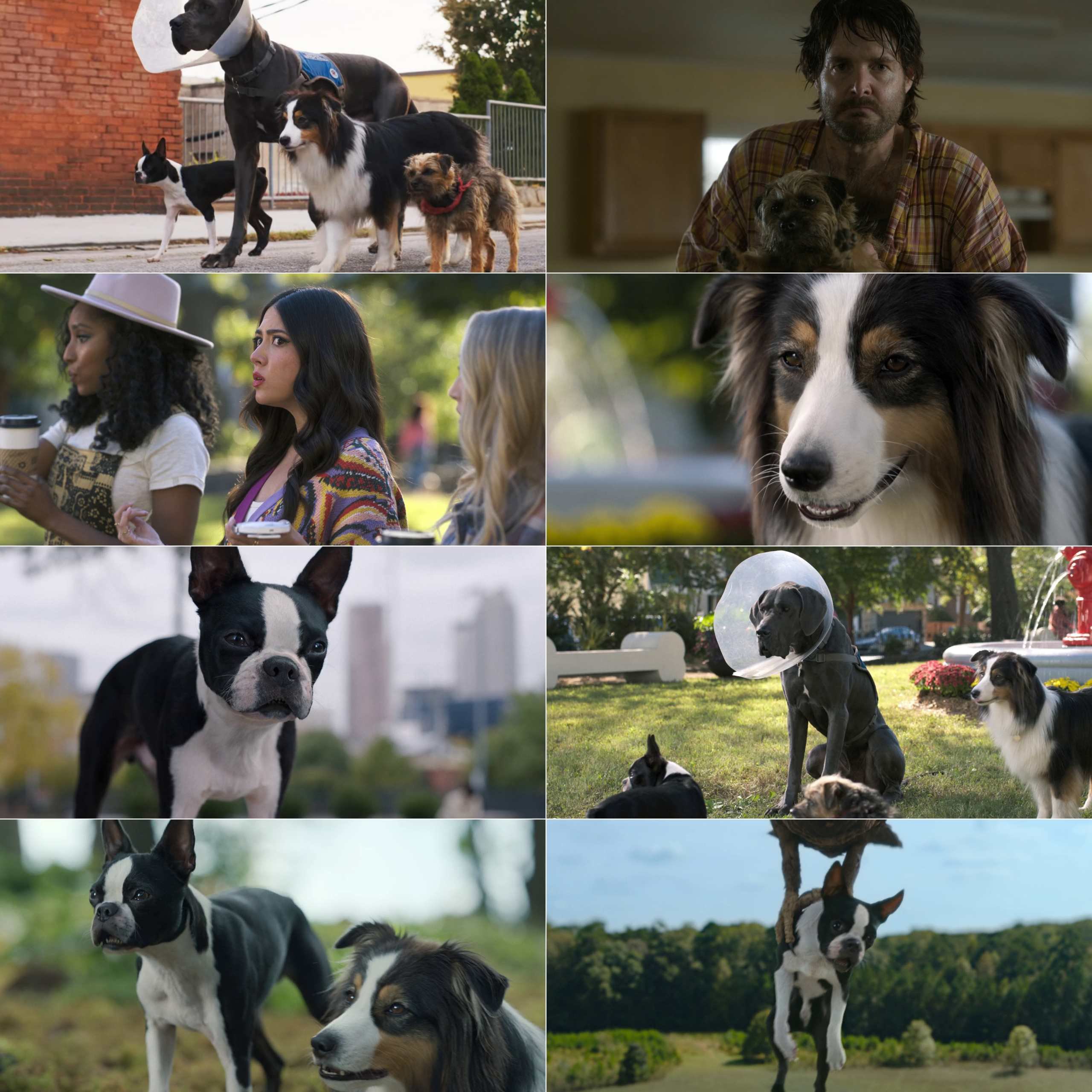 Strays (2023) (Hindi + English) Dual Audio Hollywood Movie BluRay HD ESub screenshot